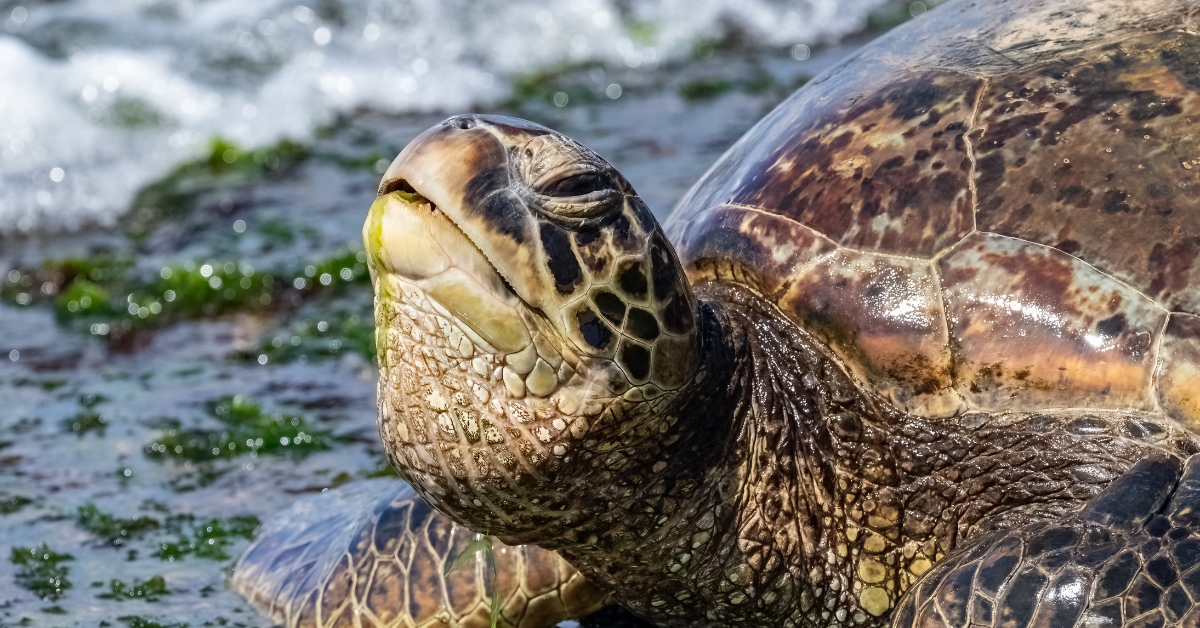 tortue verte (chelonia mydas), sur la plage d'Oahu, à Hawaï.